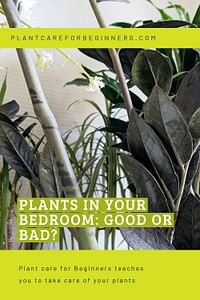Plants in Your Bedroom: Good or Bad?