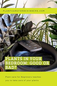 Plants in Your Bedroom: Good or Bad?