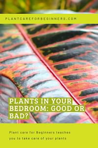 Plants in Your Bedroom: Good or Bad?