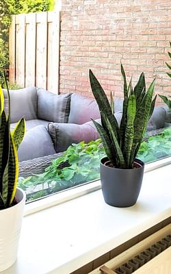 The five easiest houseplants for beginners