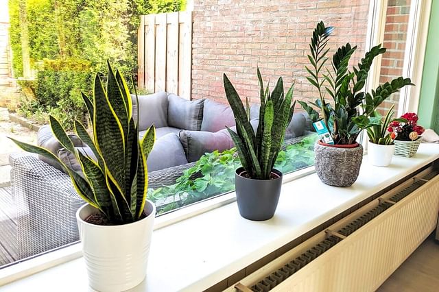 "Plants in the ledge"