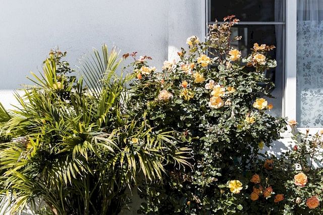 Plants outdoors in the sun