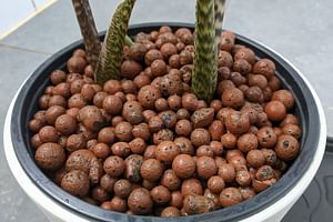 How to water a plant in Leca