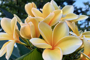 How to care for a Plumeria plant