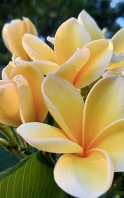 How to care for a Plumeria plant