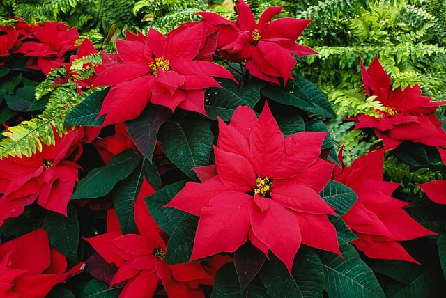 poinsettia-with-fern.jpg