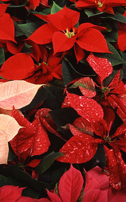 Bringing holiday cheer with houseplants