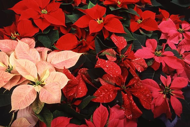 Poinsettia_thumbnail.jpg