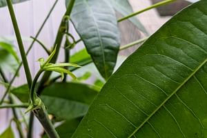 Seasonal care for a Pachira Aquatica
