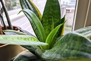 This is how you can rescue a Sansevieria from overwatering