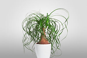 Ponytail Palm