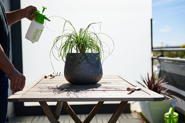Misting a Ponytail Palm