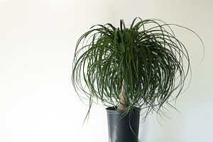 How to care for a Ponytail Palm