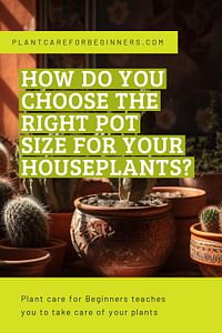 How do you choose the right pot size for your houseplants?