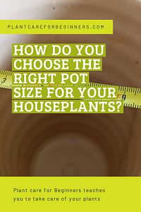 How do you choose the right pot size for your houseplants?