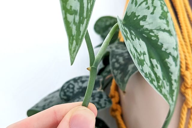 Node on a Pothos satin