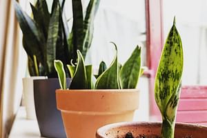 My introduction to taking care of plants