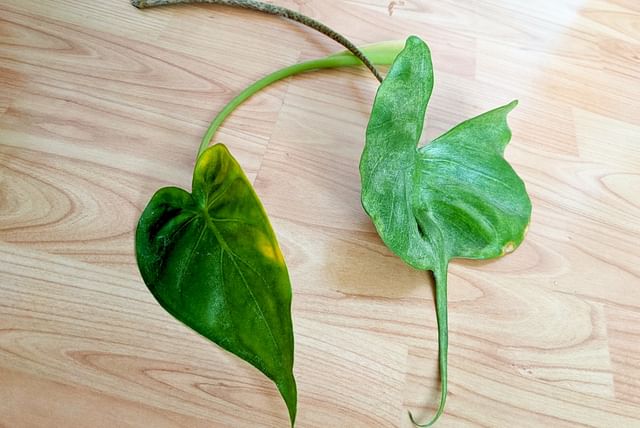 Prune alocasia leaves