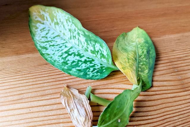 Pruned dieffenbachia leaves