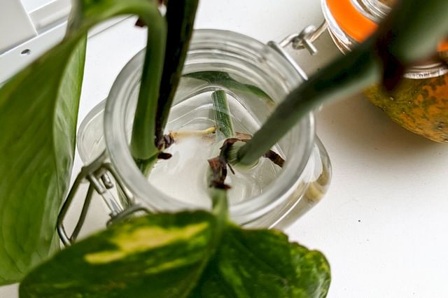 Pruned pothos in water