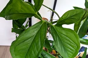 Reviving a neglected plant: Pruning & Propagation tips for plant parents!