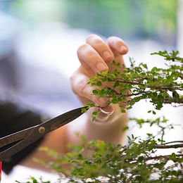Pruning sissors