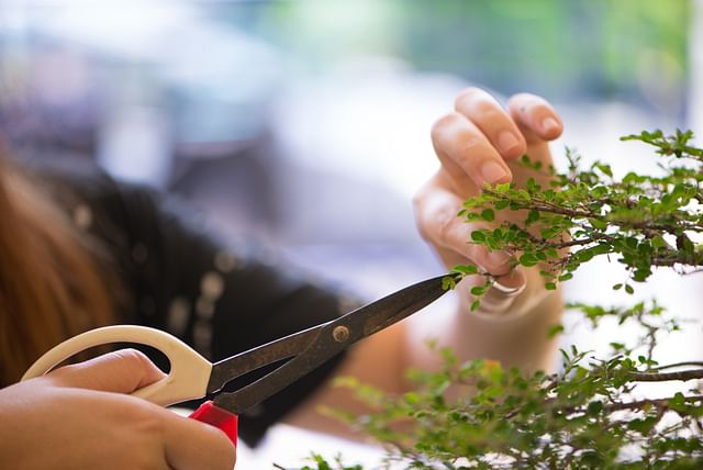 Pruning a bonsai
