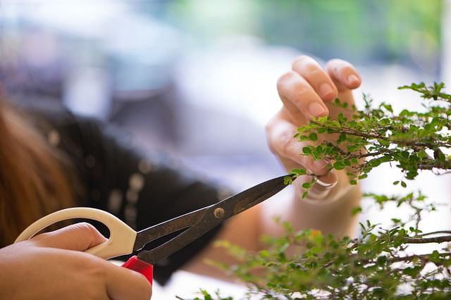 Pruning a bonsai tree