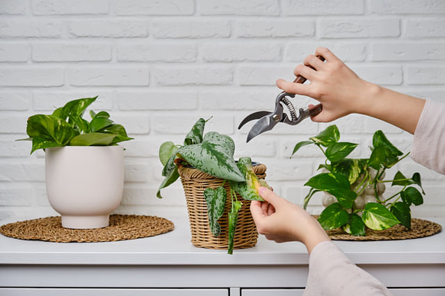 Pruning a dead leaf on a Pothos Satin