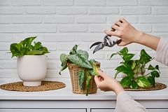 How do you prune your houseplants?