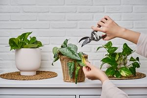 How do you prune your houseplants?