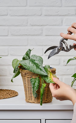 How do you prune your houseplants?