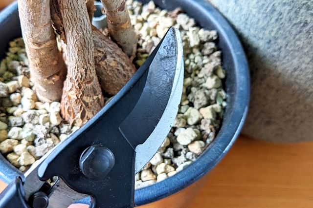 Scissors for Pachira Aquatica