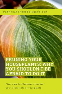 Pruning your houseplants: Why you shouldn't be afraid to do it