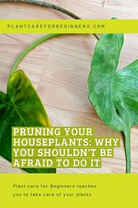Pruning your houseplants: Why you shouldn't be afraid to do it