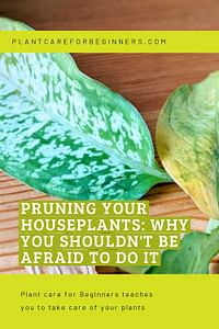 Pruning your houseplants: Why you shouldn't be afraid to do it
