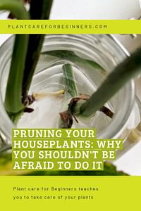 Pruning your houseplants: Why you shouldn't be afraid to do it