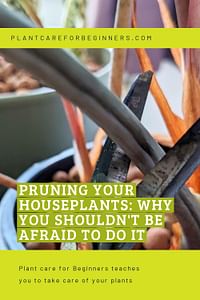 Pruning your houseplants: Why you shouldn't be afraid to do it