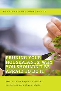 Pruning your houseplants: Why you shouldn't be afraid to do it