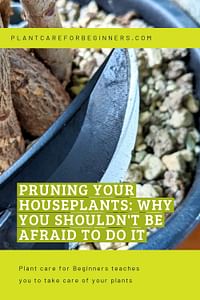 Pruning your houseplants: Why you shouldn't be afraid to do it
