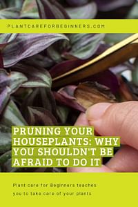 Pruning your houseplants: Why you shouldn't be afraid to do it