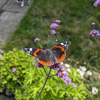 Read a plant care guide