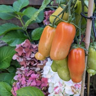 Read a plant care guide