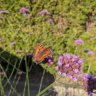 Read a plant care guide