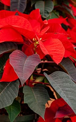 How to care for a Euphorbia pulcherrima (Poinsettia)