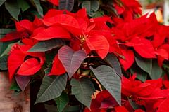 How to care for a Euphorbia pulcherrima (Poinsettia)