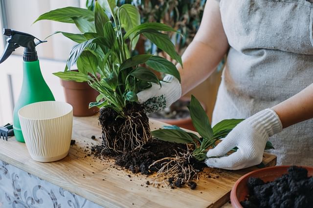Removing loose soil from a plant during repotting