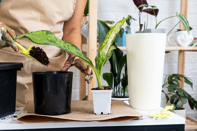 Repotting a Dieffenbachia