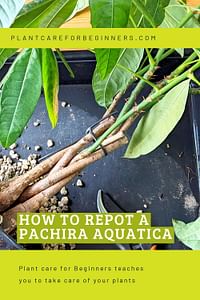 How to repot a Pachira Aquatica