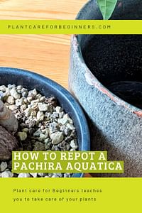 How to repot a Pachira Aquatica